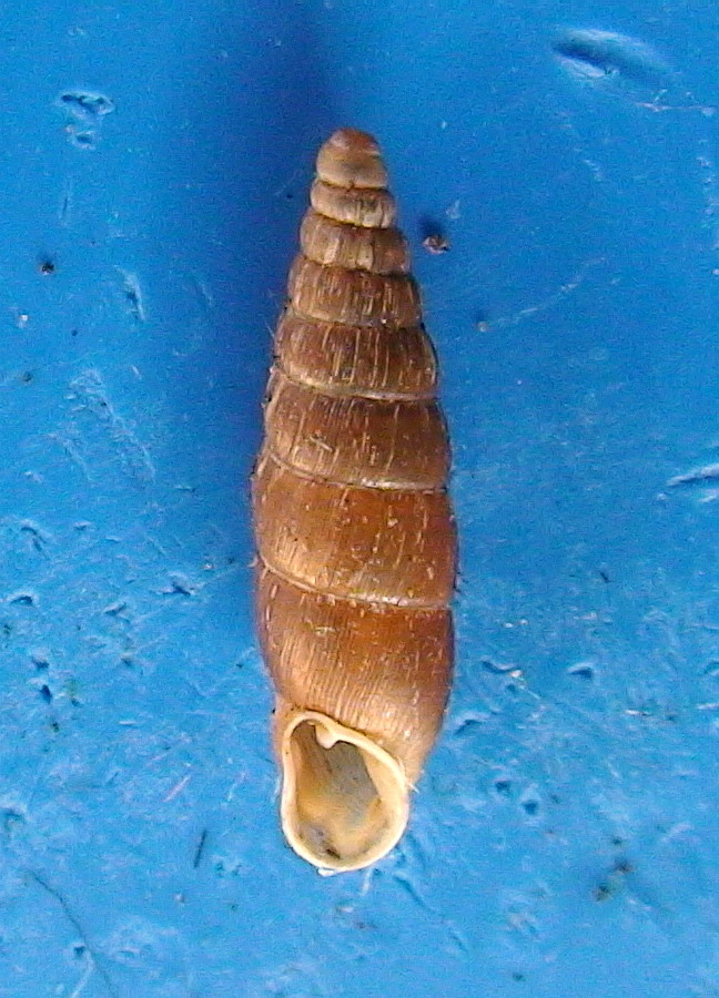 Clausilia (Andraea) dubia Draparnaud, 1805 - variet